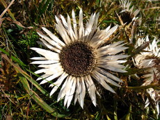 Schweiz Le Chasseral 008.JPG